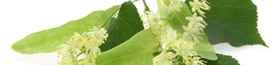 cropped-linde-2.jpg